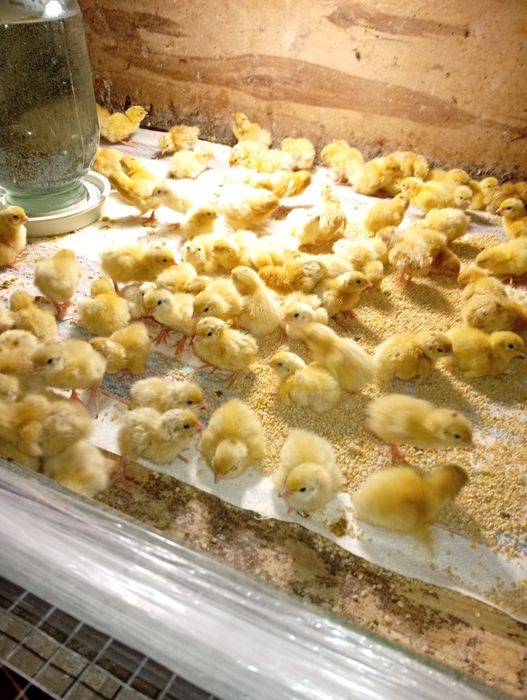 Продажа перепелов разных возрастов