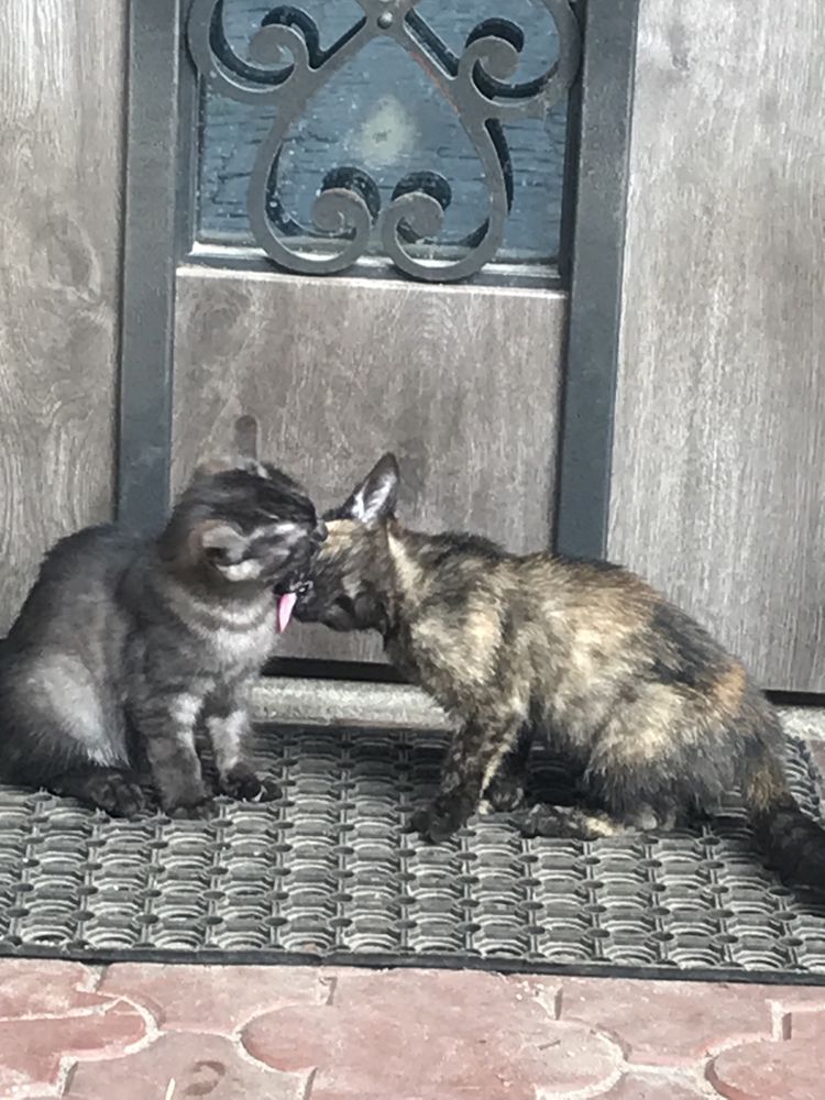 Віддам котиків у добрі руки