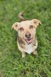 Tosia gotowa do adopcji