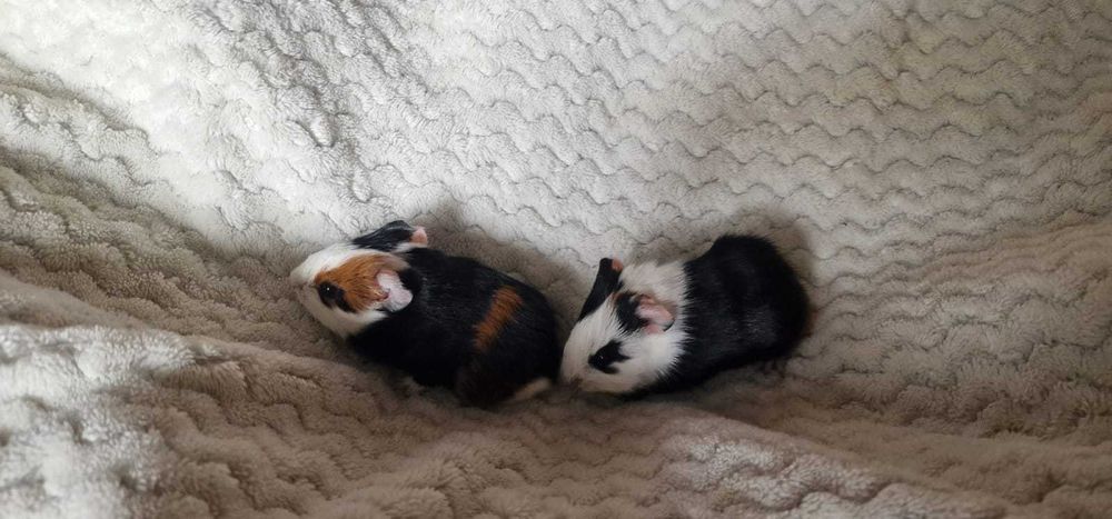 Swinka morska mloda cavia domowa