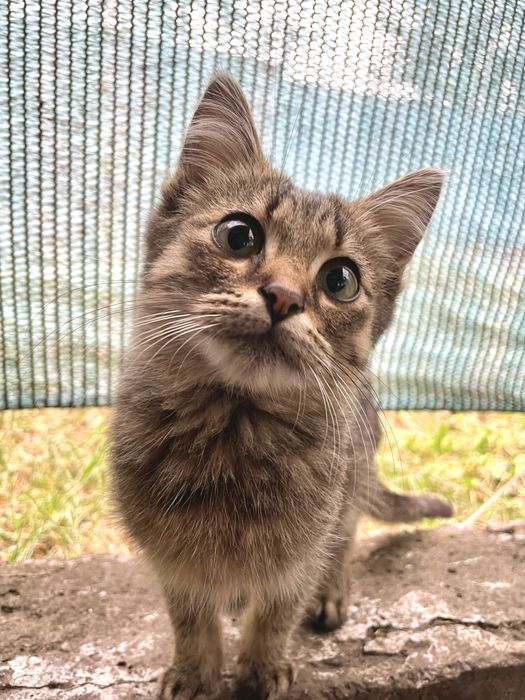 Киви мальчик в добрые руки в дом или квартиру