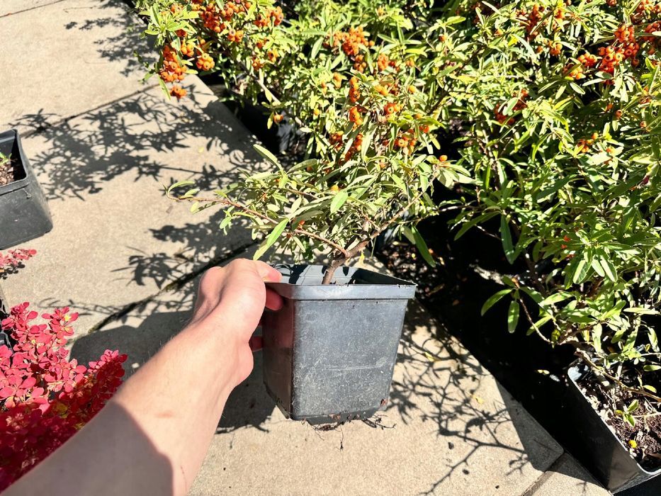 Ognik szkarłatny 'Navajo' (Pyracantha coccinea) Pomarańczowy 2.0L