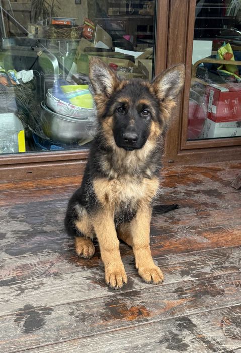 Szczeniak, suczka Owczarek Niemiecki Hodowla FCI