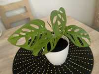 Mini monstera monkey epipremnum kwiat pnący