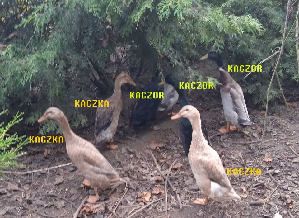 Kaczki biegusy - sprzedam