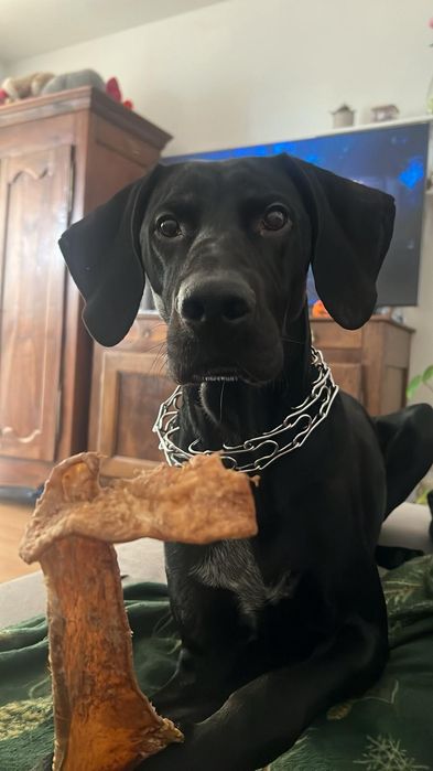 MILO szuka nowego domu