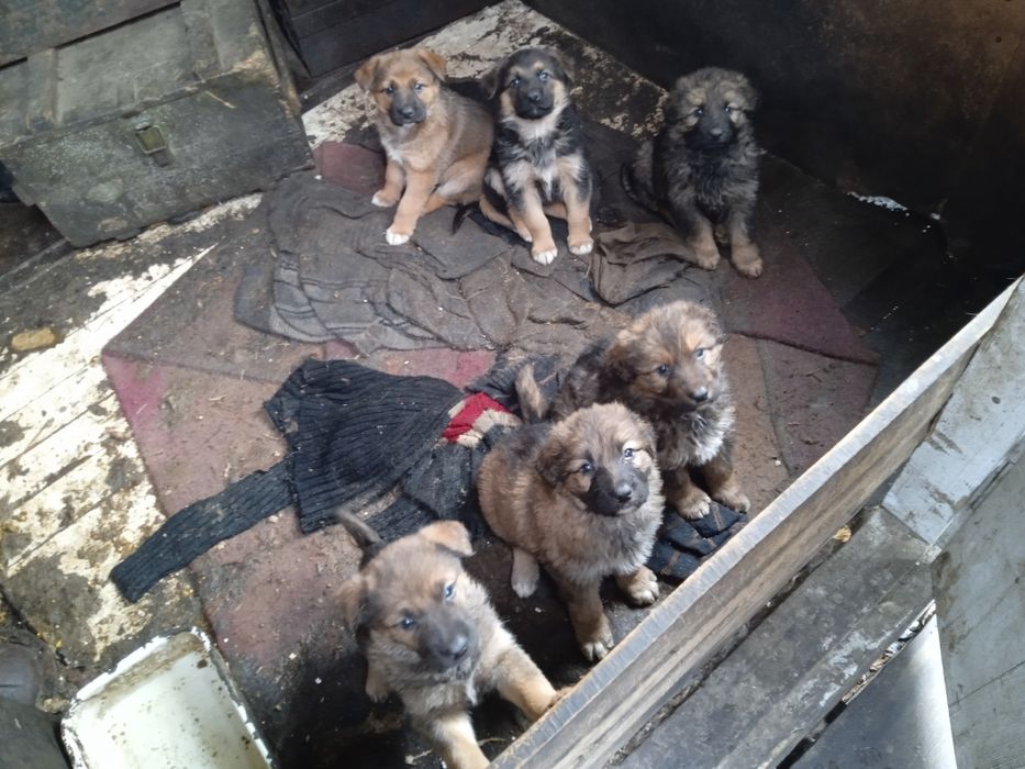 відам в добрі руки цуценят вівчарки