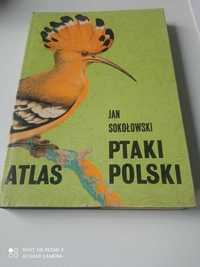 Ptaki Polski Jan Sokołowski
