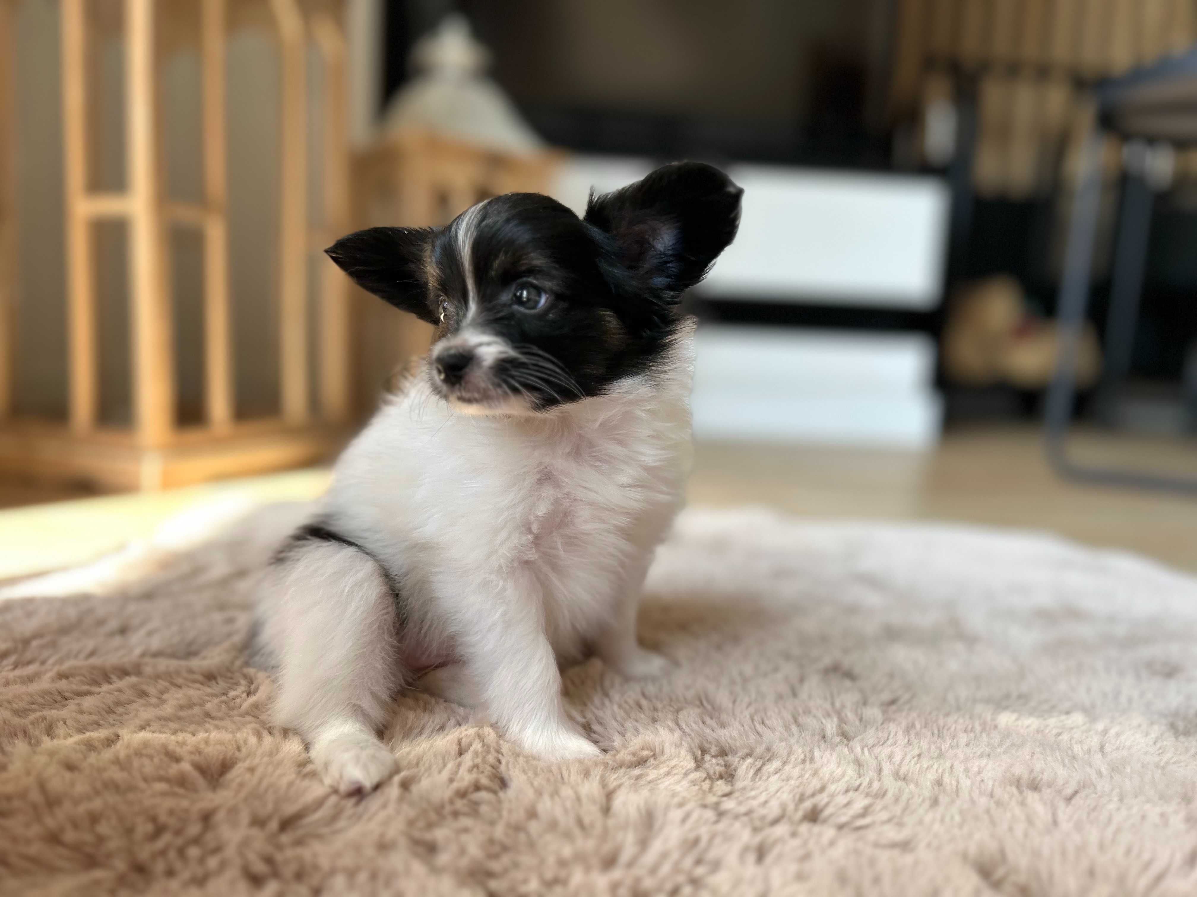 Szczeniak Papillon Spaniel Kontynentalny FCI