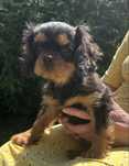 Cavalier King Charles Spaniel- piesek ZKwP