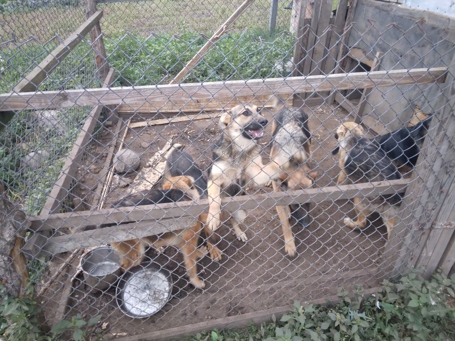 Oddam za darmo jedną  stara  suka  i szczeniaki