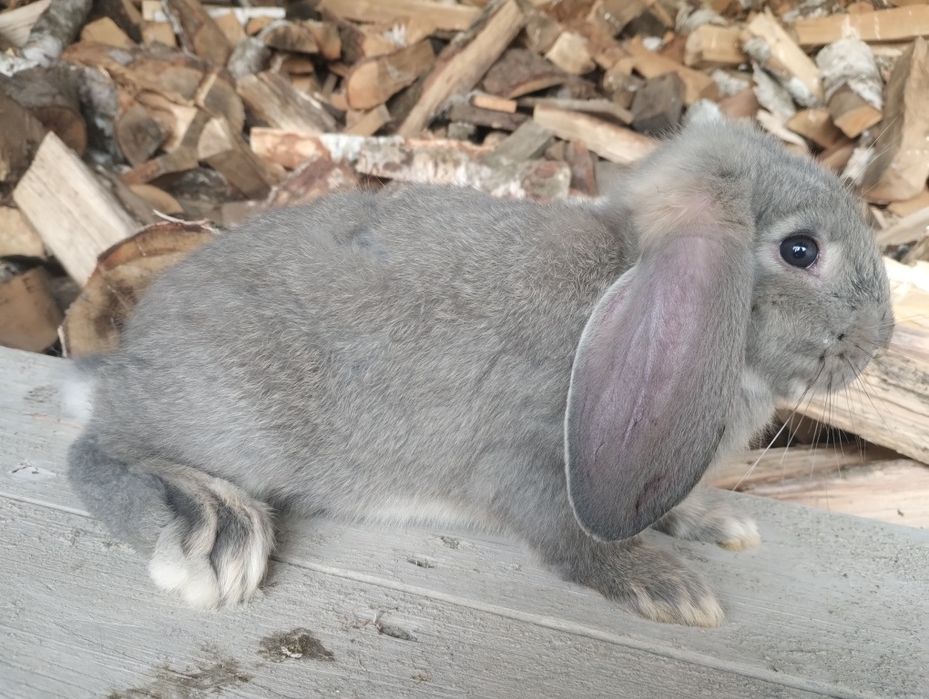 Sprzedam młode barany francuskie różne kolory