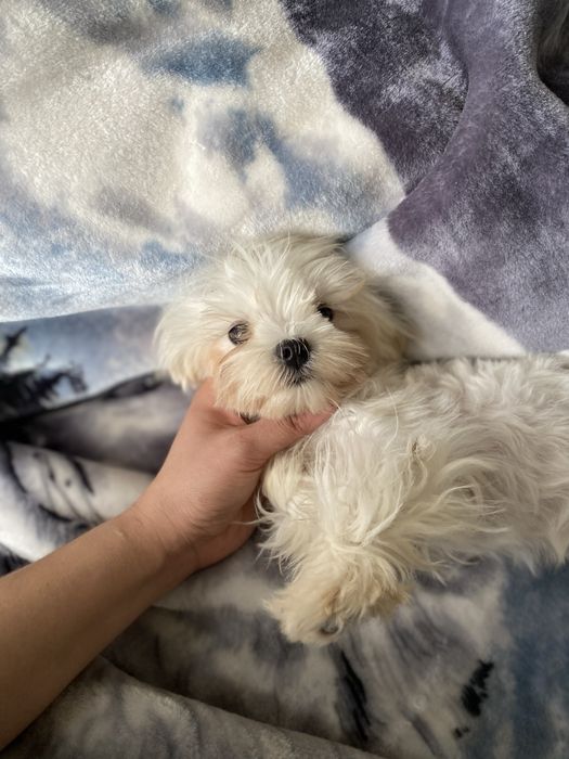 Мини Мальтезе — мальчик с идеальной внешностью!