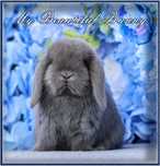 Młody króliczek Mini Lop - Blue