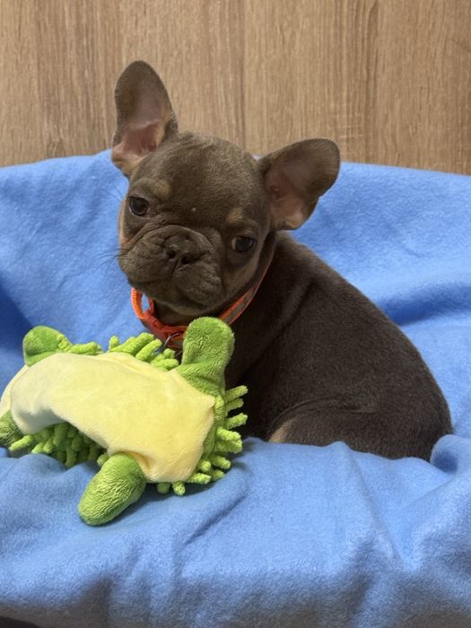 Казкові блакитні цуценята міні і стандарт