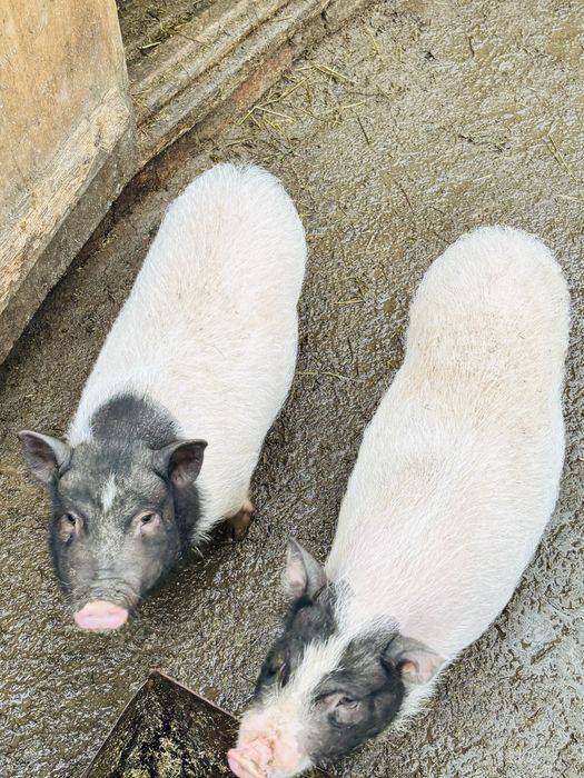 Продам вʼєтнамських поросят