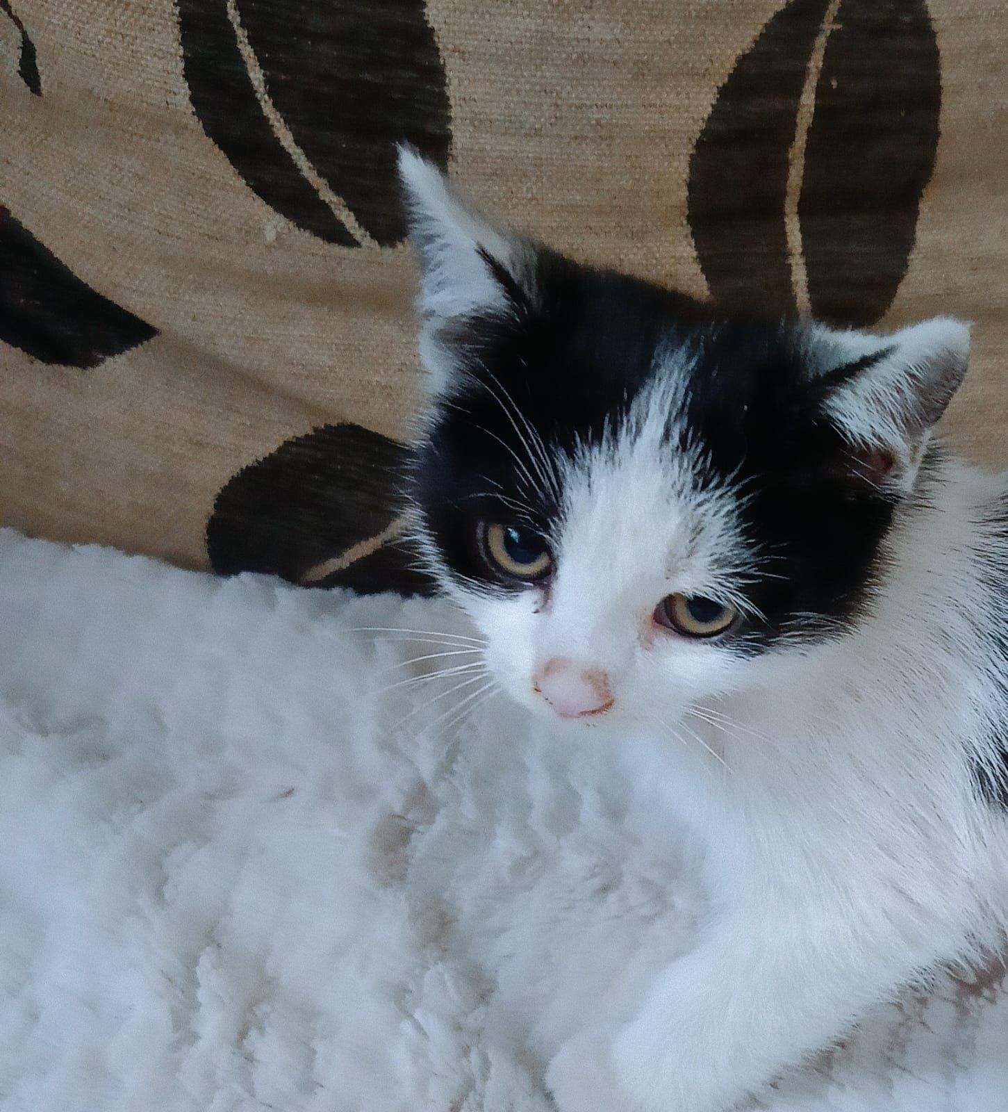 Kotki kociczki kot kotek w dorbre ręce