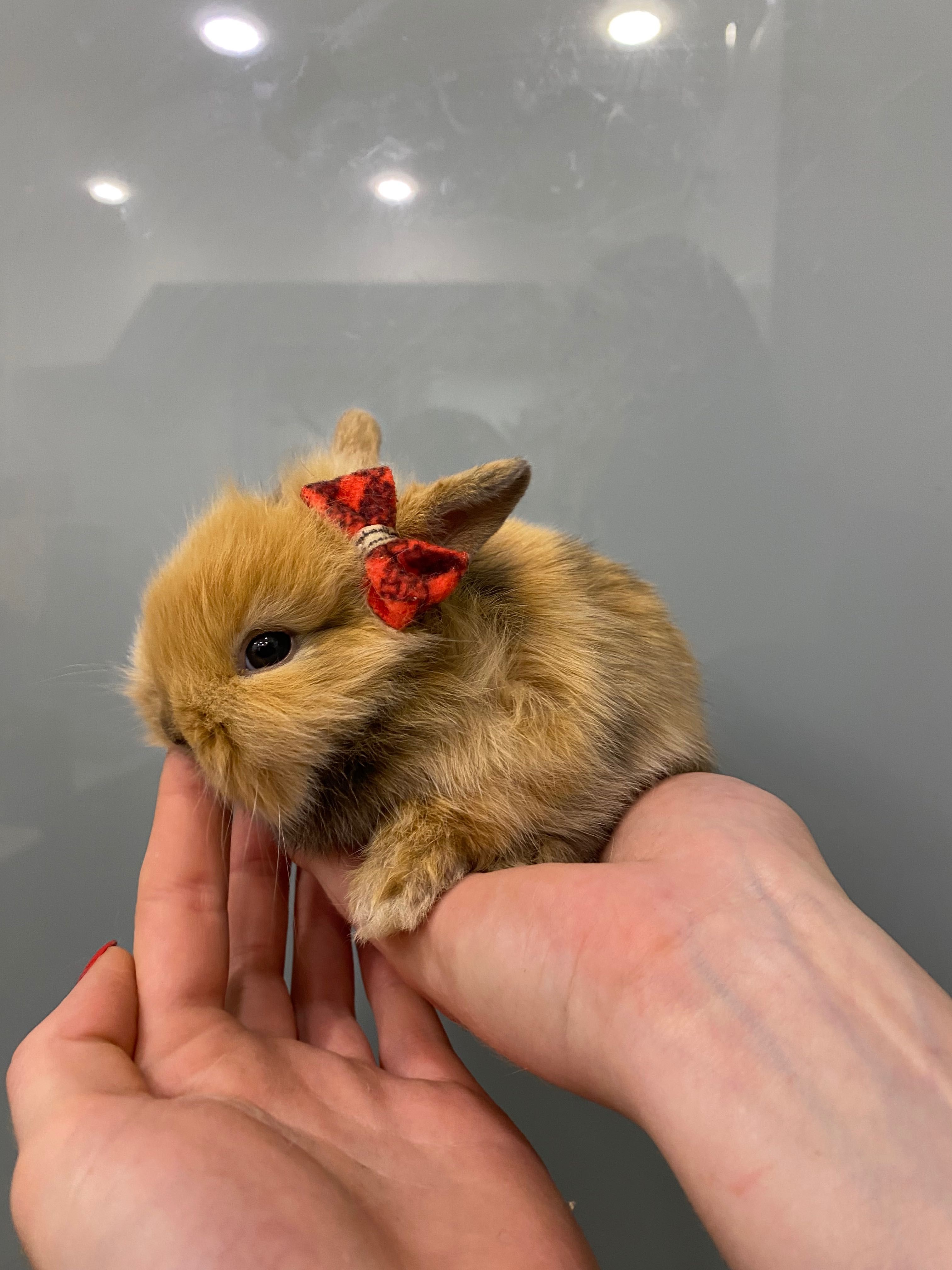 минилоп - мини кролик - крошки крольчата малыши