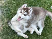 szczenięta siberian husky ZKwP pies z duszą wilka, sercem przyjaciela
