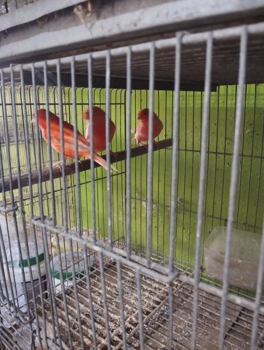 Canarios Vermelhos