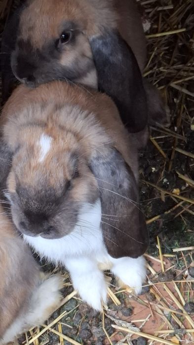 Króliki francuski baran madagaskarowy