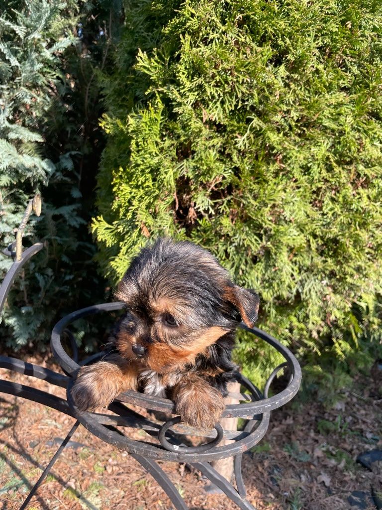 Yorkshire terrier piesek z rodowodem