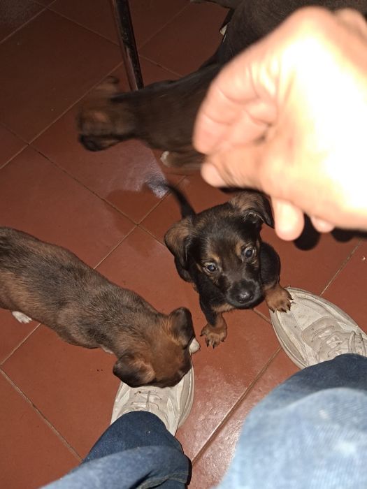 cães para adoção !