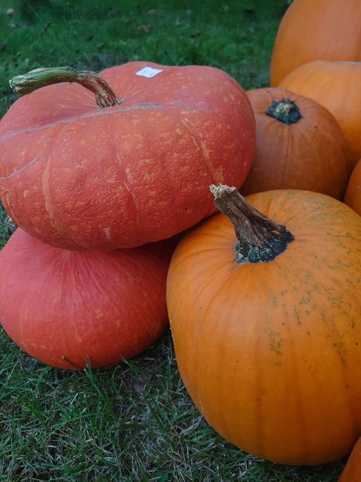 DYNIE halloween, jadalne oraz dekoracyjne