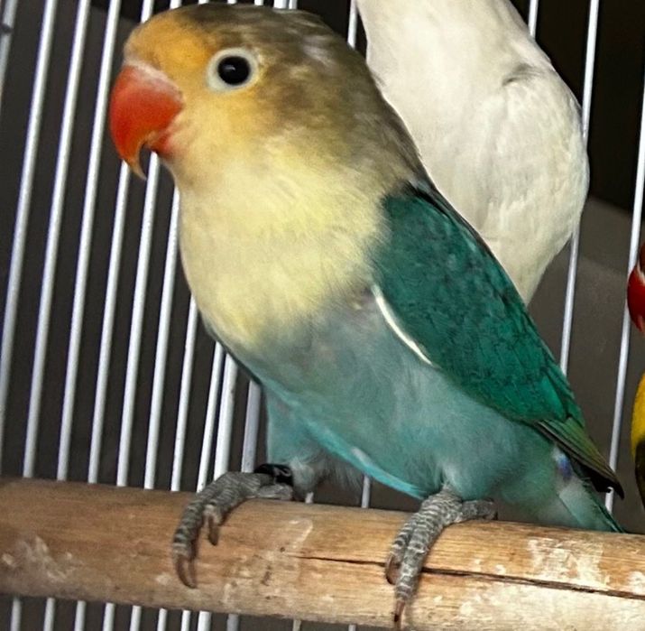 Agapornis fischeris