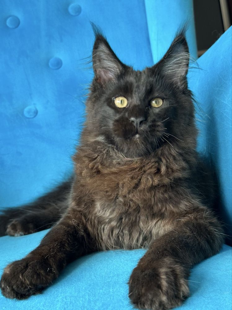 Czarny kocurek Maine Coon gotowy do odbioru