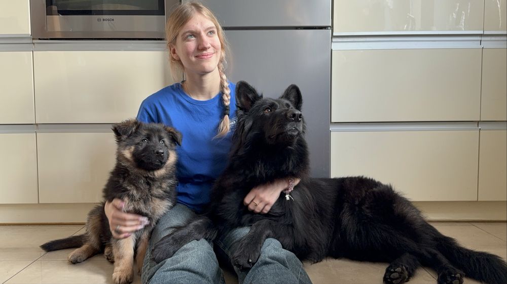 owczarek niemiecki długowłosy - szczenię  czarne podpalane