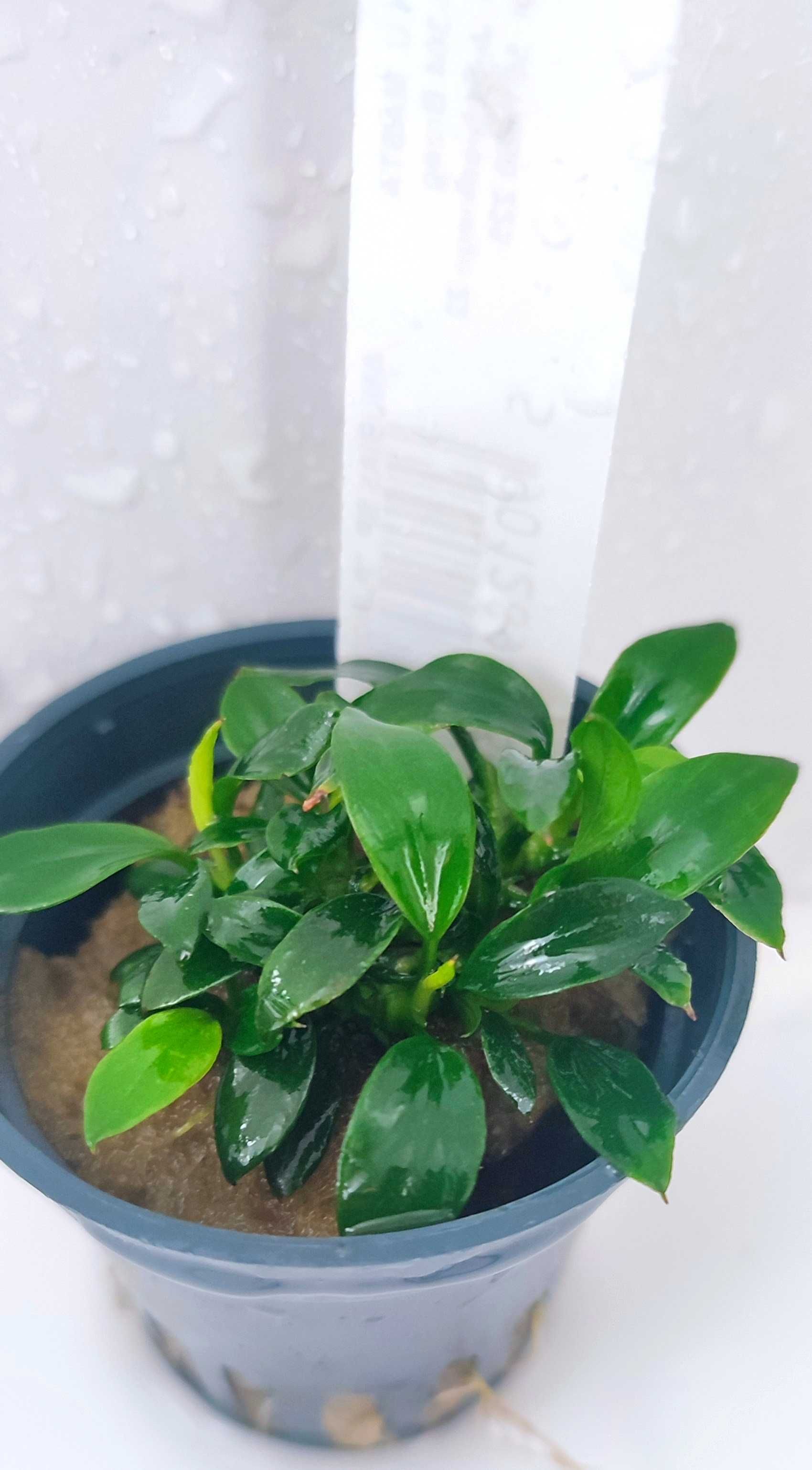 Anubias sp. Pangolino Rośliny Akwarium Dekoracja Wysyłka