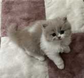 Fêmea British Longhair bicolor lilás com LOP