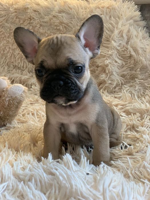 Весёлые генные французики