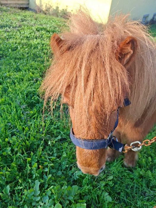 Mini poney fêmea