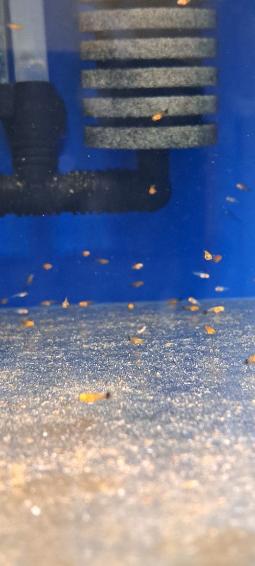 Narybek mieczyka 200 szt promocja wagtail delta ,koi  ,delta czerwona