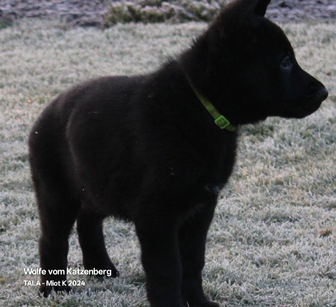 Owczarek niemiecki krótkowłosy szczeniak ojciec Mistrz świata Junior