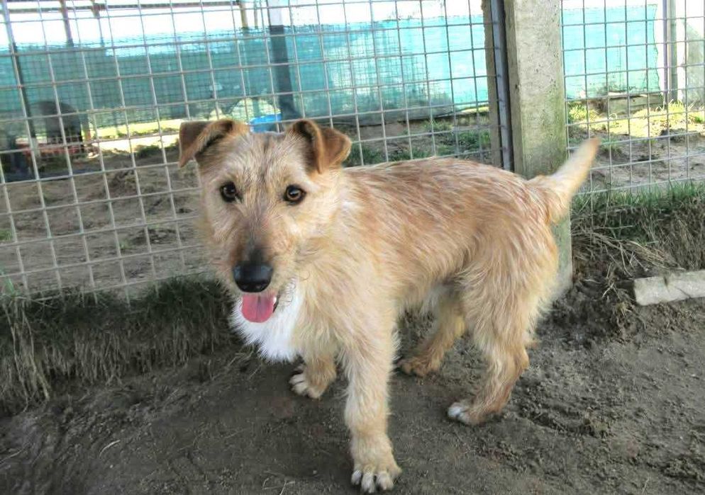 Kremuś ok 2 let wyjątkowy pies czeka na adopcję  Bezd.Szuk.Dom.