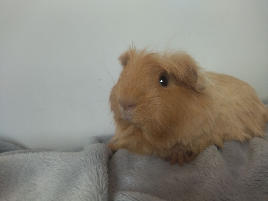 Довгошерстна морська свинка Коронет з розплідника з родоводом