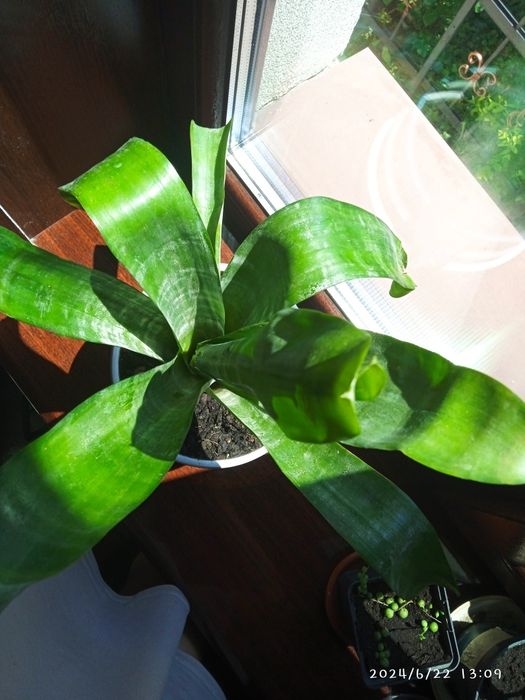 Ехмея Полосата (зембровидна)