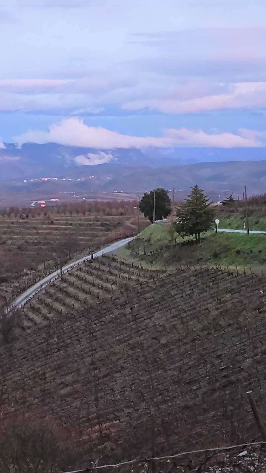 Douro Vinhateiro- Casa da Quelha (férias) (vacation rental)