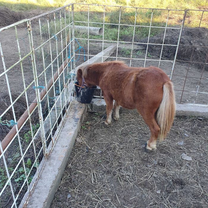 Vendo ponei femea mansinha