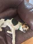Cachorrinhos X Beagle