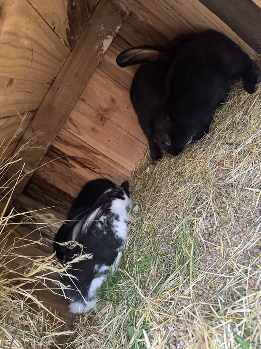 Sprzedam króliki rasy Olbrzym Belgijski