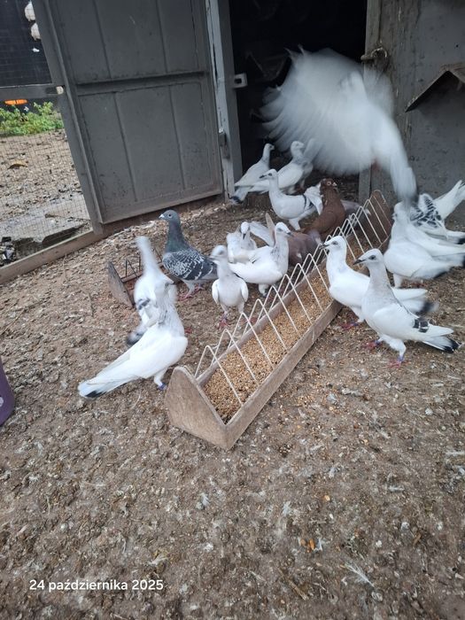 Srebrniaki składowe jasne