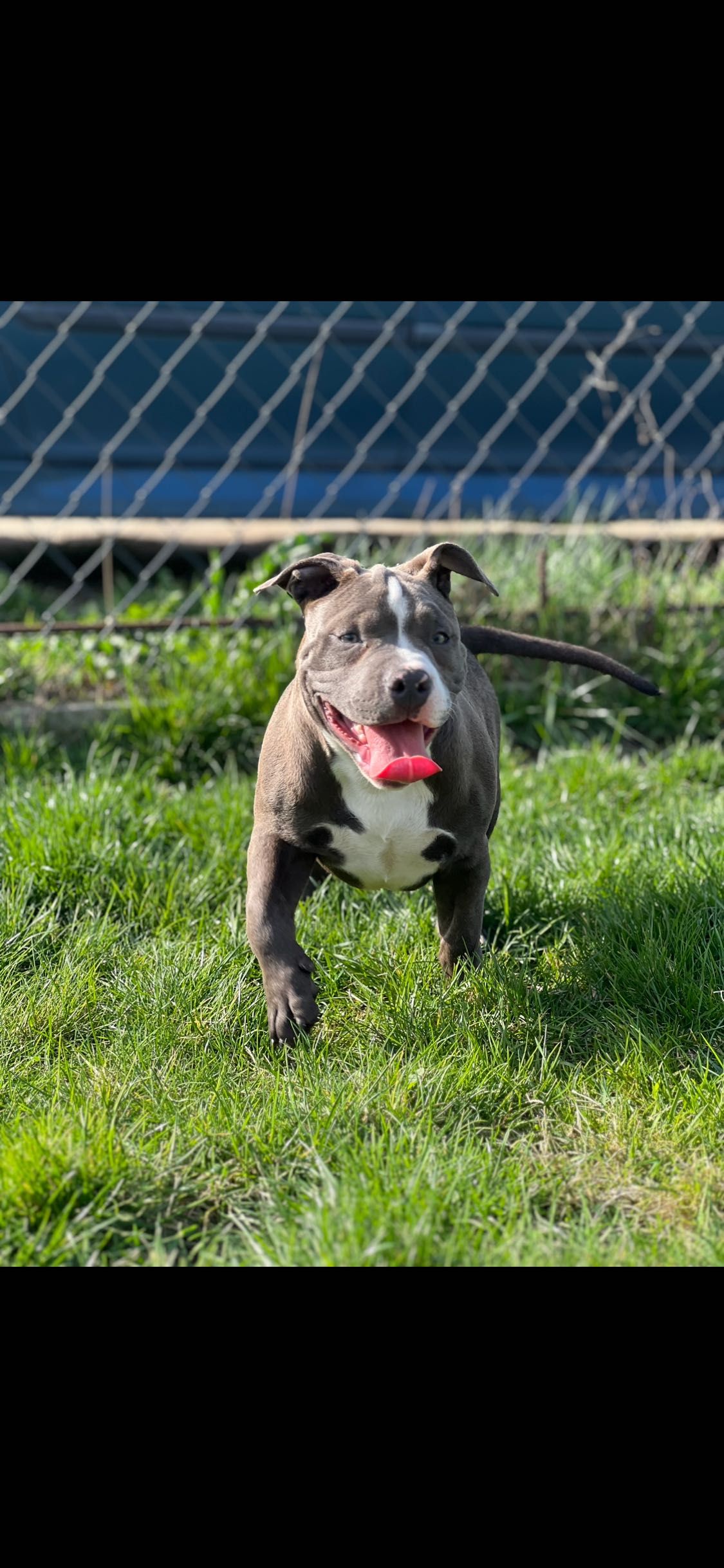 American bully szczeniaki suczka