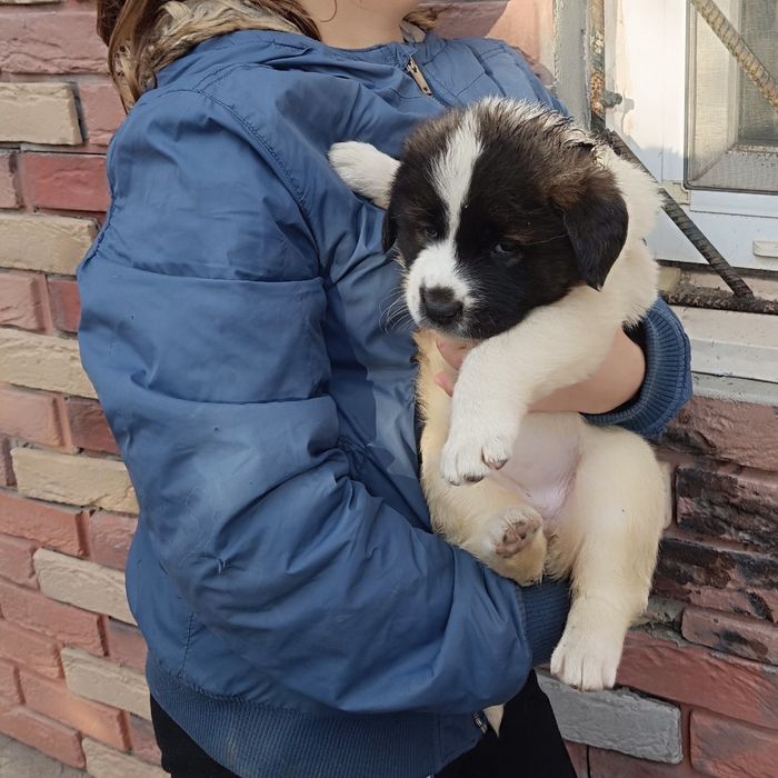 Щенки московской сторожевой, щенок московская сторожевая, цуценята