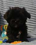 Yorkshire Terrier Black