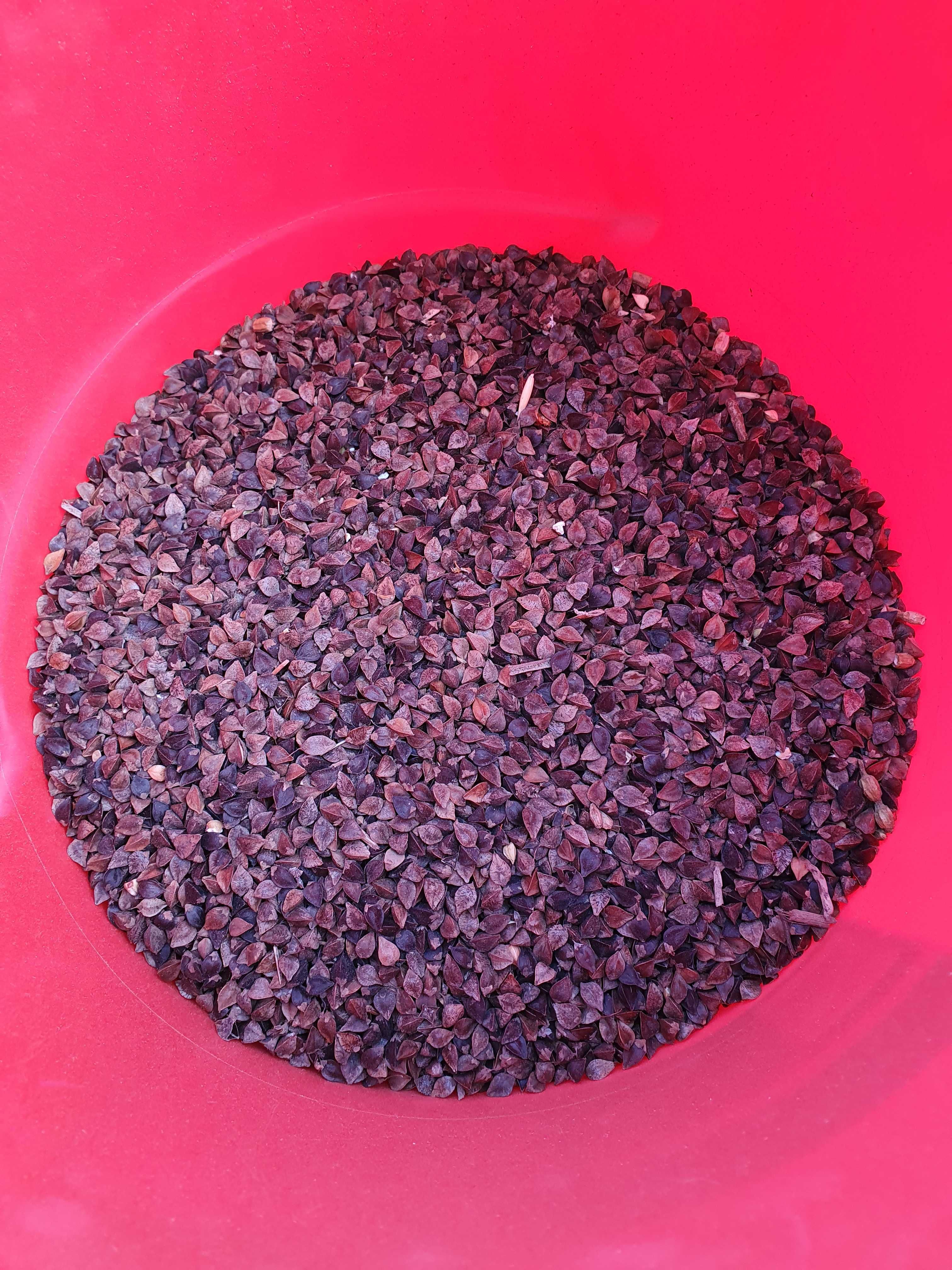 LUCERNA sorgo BÓB bobik łubin peluszka groch koniczyna rzodkiew płużna