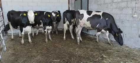 Jałówki wysokocielne, hodowlane, mleczne